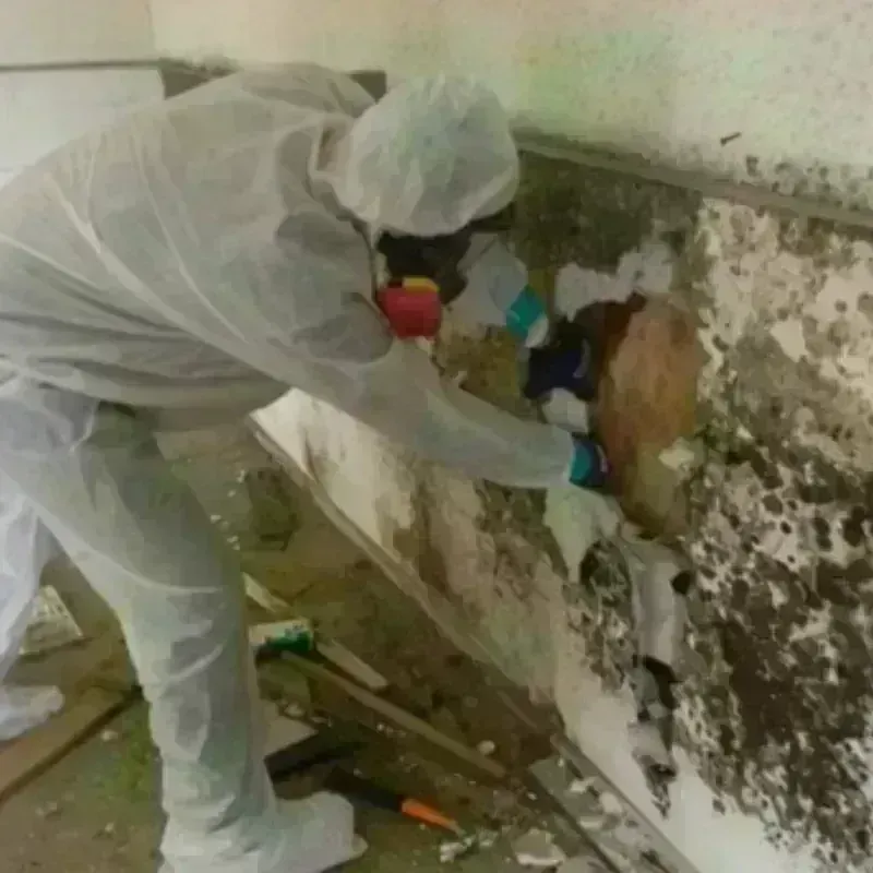 Mold Remediation and Removal in Paradise, PA